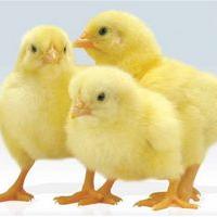 Avatar of pavasv1970