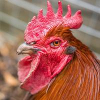 Avatar of pawnstarqueenslive