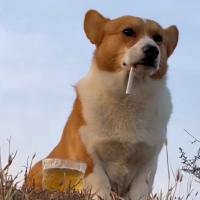 Avatar of PeaPeaPeyton