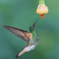 Avatar of PeePeePampers