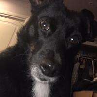 Avatar of Pepino2015