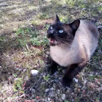 Avatar of PetitLouLeSiamois