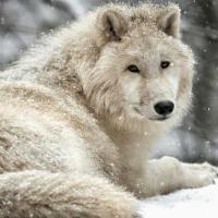 Avatar of Душан Петровић