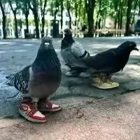Avatar of pigeons_gang