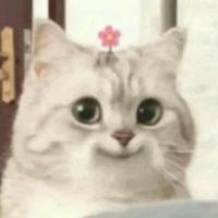 Polina Kobak's avatar