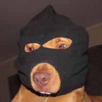 Avatar of Piper_swiper