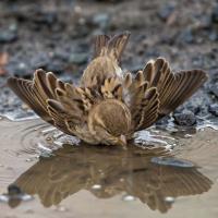 Avatar of Phương Zduy