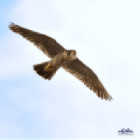 Avatar of pomiran pomiran