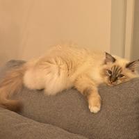 Avatar of Pongo_Koda