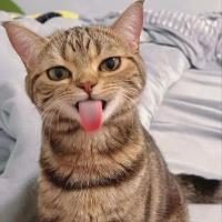 Avatar of PrashantMadhesiya