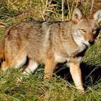 Borislav Prastalo's avatar