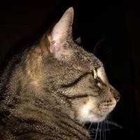 Avatar of PrisonGovernor