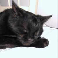 Avatar of Samuel Girodon