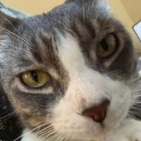 Quinn Vuong's avatar