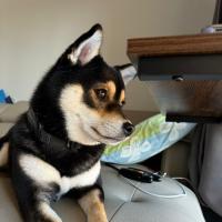 Avatar of Chinito Cilantro