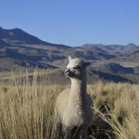 Avatar of Scruffy The Janitor