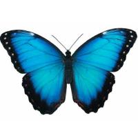 Avatar of Adel Rahman