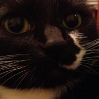 Arman Geivondian's avatar