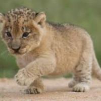 Avatar of RampageMac