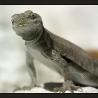 Avatar of Raou1_Duke