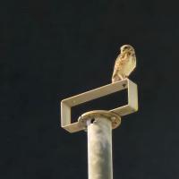 Avatar of Raphael Pineschi