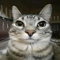 Avatar of rayanrabia