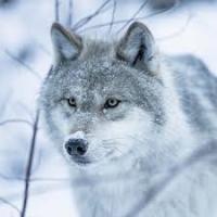 Avatar of razayusufzai