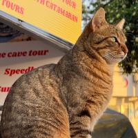 Avatar of Abdo Razik