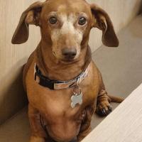 Avatar of Red_fox_101