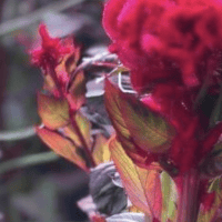 Avatar of redcelosia