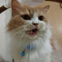 Relentless_Rook's avatar