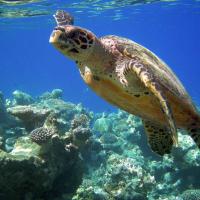 Avatar of Rémi Dumont