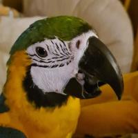 Avatar of roberto_sopot