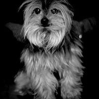 Avatar of Rocky Monster