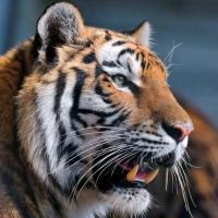 Avatar of Roger Zuluaga