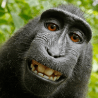 Avatar of Rohan Dugar