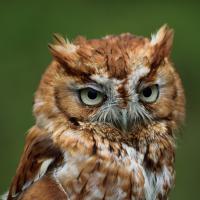 Avatar of romlamenace