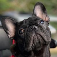 Avatar of Jobb Medina