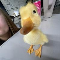 Khanim Ismayilova's avatar