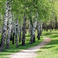 Damir Ismagilov's avatar