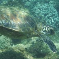 Peter Dyson's avatar