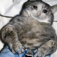 Avatar of salahElraies123