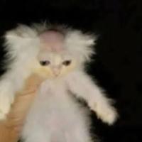 Avatar of Salimdelon