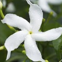 Sampaguita08's avatar