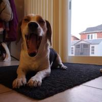 Avatar of Samson chow