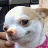 Sarocha Chuemsakul's avatar