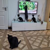 Avatar of Кузя Светамира