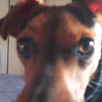 Avatar of sebjoueauxechecs