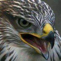 Avatar of SHADI-FAROOQ