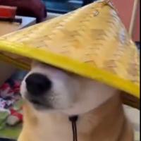 Shane Melaugh's avatar